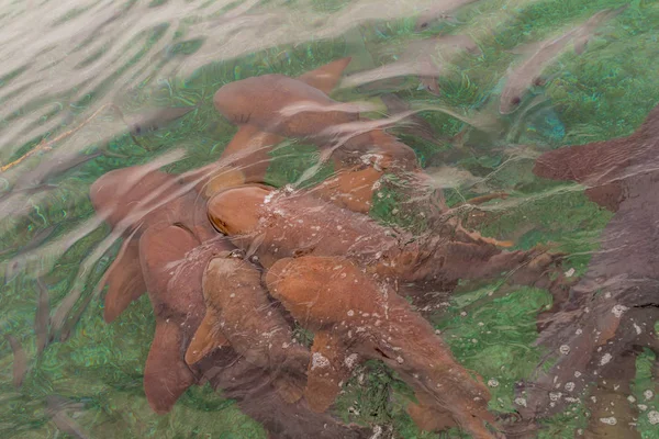 Grup hemşire köpekbalıkları köpek balığı Ray Alley, Belize (Ginglymostoma cirratum)