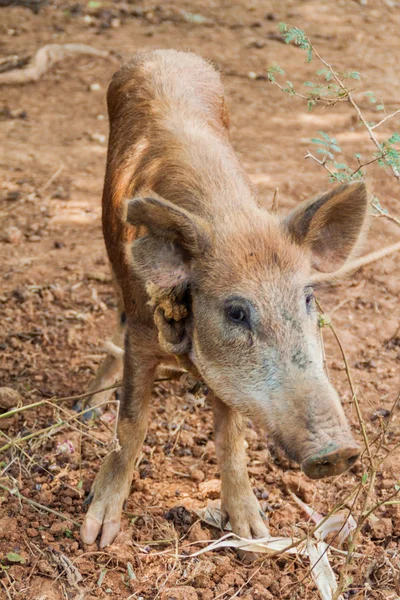 Bir Alanda Vinales Cuba Yakınındaki Küçük Domuz — Stok fotoğraf