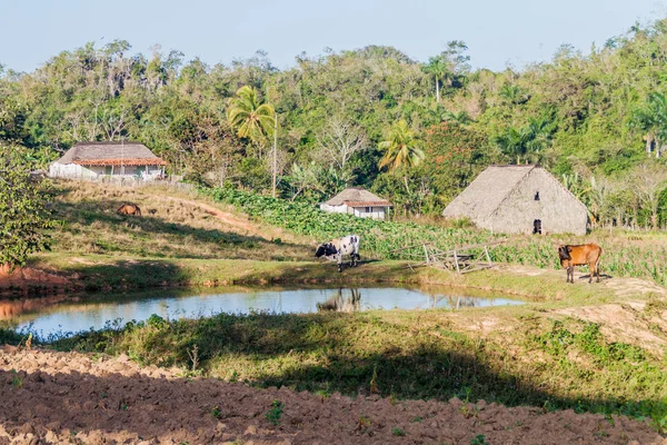Vinales, Cuba yakınındaki kırsal yerleşim