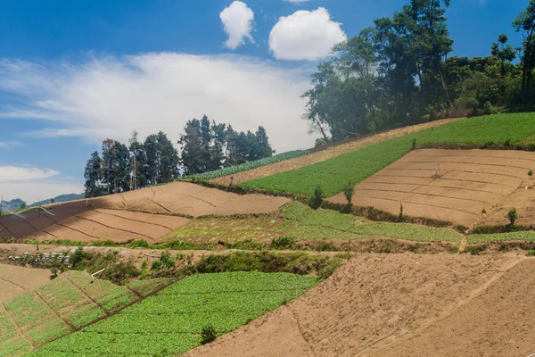 Zunil village, Guatemala yakınındaki sebze alanları