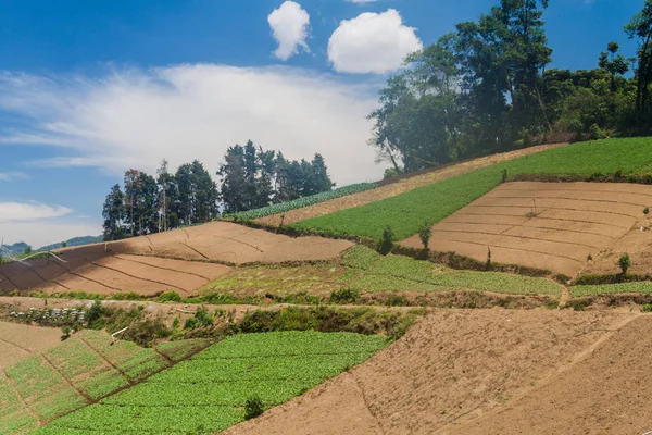 Vegetabiliska Fält Nära Zunil Village Guatemala — Stockfoto