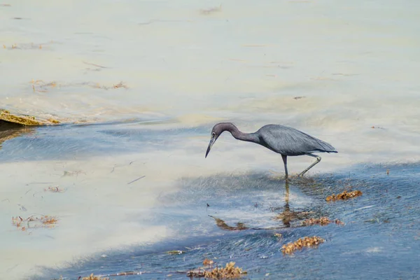 小蓝鹭 白鹭蓝靛 Caye Caulker 伯利兹 — 图库照片