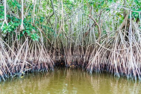 Mangrovs Живій Заповідник Biotopo Monterrico Гаваї Гватемала — стокове фото
