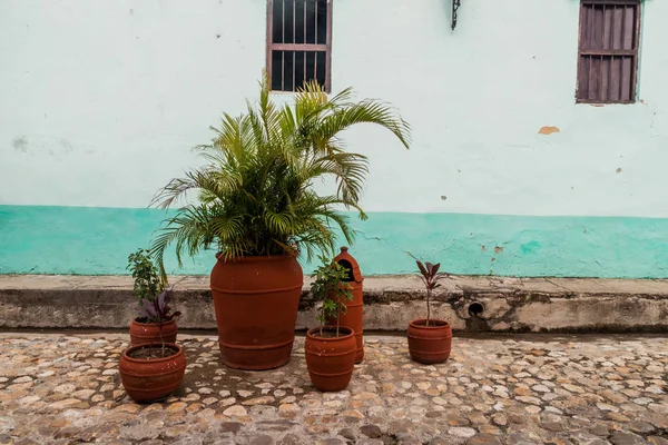 Декоративні Рослини Мощеній Вулиці Санкті Спірітус Куба — стокове фото