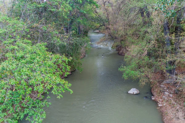 Rio Azur river lined by Montezuma cypress (Taxodium mucronatum) trees, Guatemala