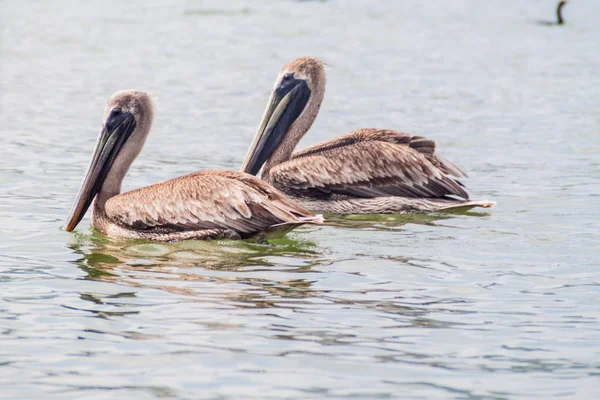 Pelicanos Rio Dulce Guatemala — Fotografia de Stock