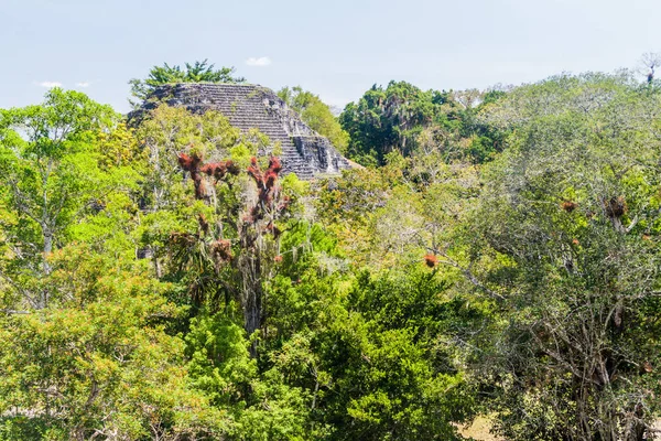 Pirámide Sitio Arqueológico Tikal Guatemala —  Fotos de Stock