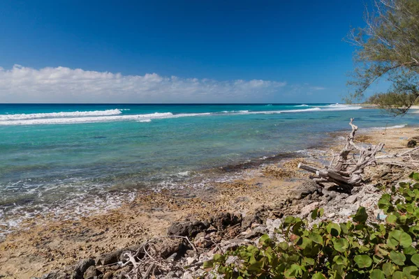 Meeresküste Der Bezahlung Von Schweinen Der Nähe Von Playa Giron — Stockfoto