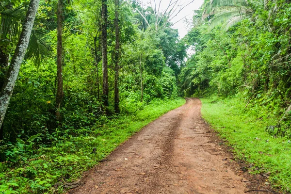 Cockscomb Havzası yaban hayatı kutsal, Belize için önde gelen bir ormanda çamurlu yol