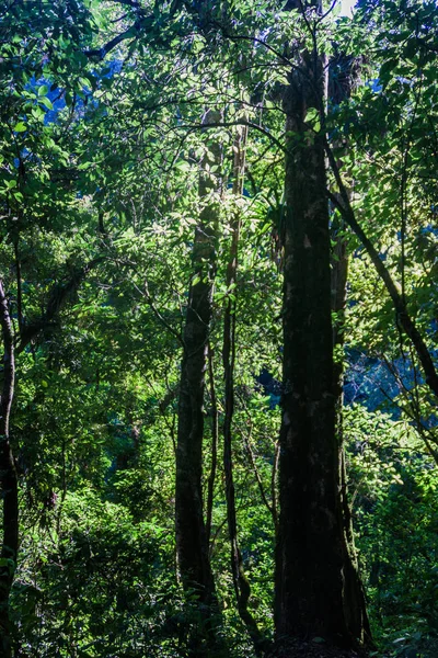 Guatemala dağlar: Quetzaltenango yakınındaki ormanda