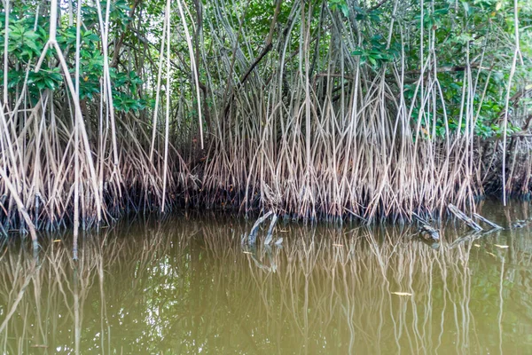 Yaban hayatı Mangrovs Biotopo Monterrico-Hawaii, Guatemala rezerv