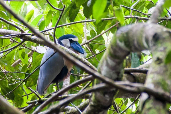 Garça Bico Barco Cochlearius Cochlearius Cockscomb Basin Wildlife Sanctuary Belize — Fotografia de Stock