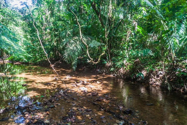 Small Creek Cockscomb Basin Wildlife Sanctuary Belize — Stock Photo, Image