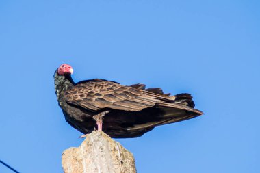 Türkiye Akbabası (katartes aura))