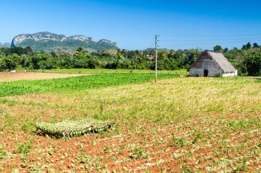 Tütün kurutma yaprak Vinales valley, Küba