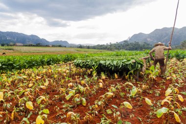 Vinales, Küba - 19 Şubat 2016: Guasasa Vadisi Vinales, Cuba yakınındaki kendi alanında çalışan tütün çiftçi