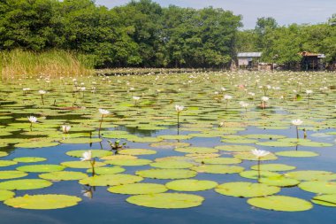 Nilüfer Rio Dulce nehir, Guatemala kaplı