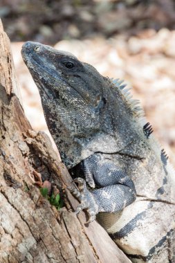 Maya arkeolojik sit Chichen Itza, Meksika, siyah Iguana