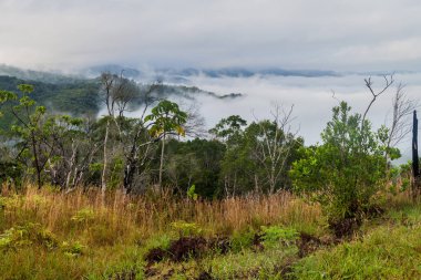Sabah sis Cockscomb Havzası Wildlife Sanctuary, Belize.