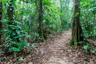İz hiking bir orman Milli Parkı Laguna Lachua, Guatemala