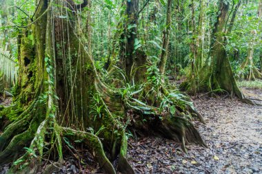 Büyük ağaçlar bir ormanda Cockscomb Havzası Wildlife Sanctuary, Belize