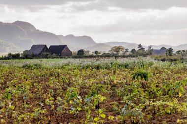 Tütün alanları ve Vinales, Cuba yakınındaki kurutma evleri peyzaj
