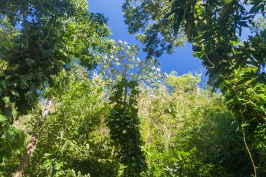 Uzun boylu ağaçlar Vinales Valley, Küba