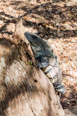 Maya arkeolojik sit Chichen Itza, Meksika, siyah Iguana