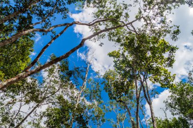 Ağaçlar Coba, Meksika Maya şehir kalıntıları yukarıda