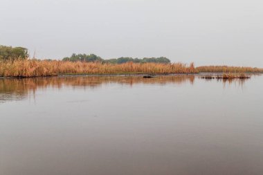 Sulak yaban hayatı Biotopo Monterrico-Hawaii, Guatemala rezerv