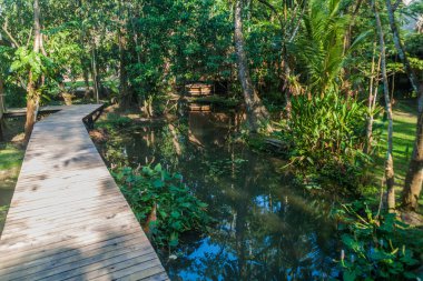 Boardwalk Rio Dulce Nehri, Guatemala yakınında bir ormanda