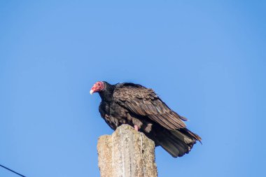 Playa Giron Köyü, Küba kutup hindi akbabası (Cathartes havası)