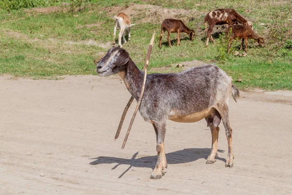 Manada Cabras Cobre Cuba — Foto de Stock