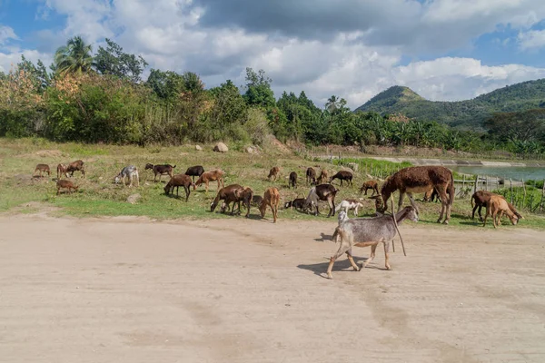 Herd Goats Cobre Village Cuba — Stock Photo, Image