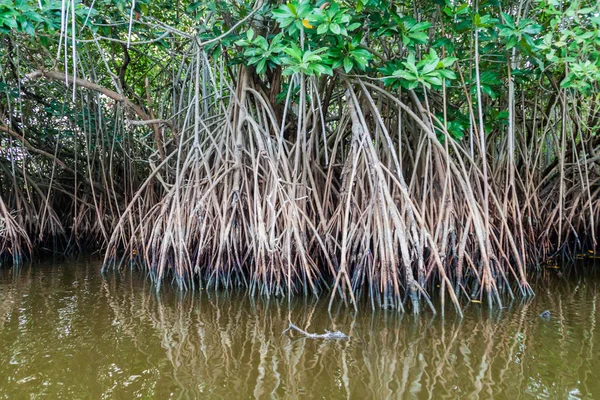 Mangrovs Живій Заповідник Biotopo Monterrico Гаваї Гватемала — стокове фото