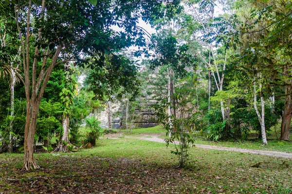 Ruinen Der Archäologischen Stätte Tikal Guatemala — Stockfoto