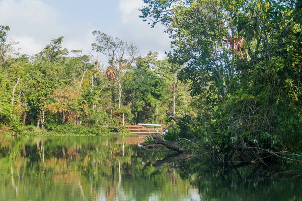 Forest Lining Rio Dulce River Guatemala — Stock Photo, Image