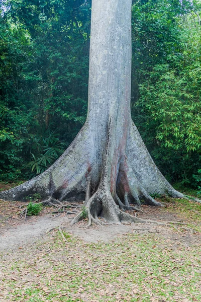 Ceiba ağacı Milli Parkı Tikal, Guatemala