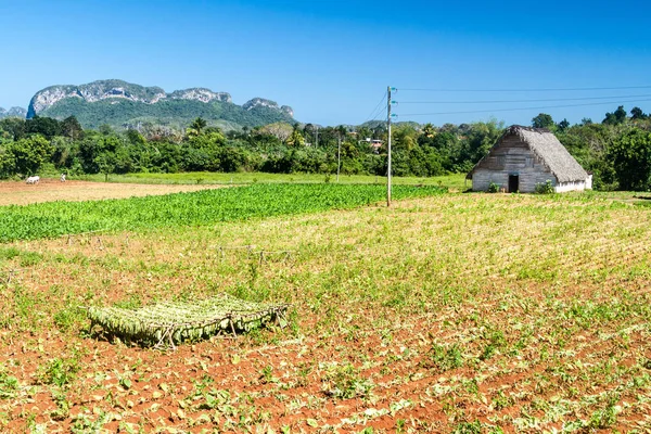 Tütün kurutma yaprak Vinales valley, Küba
