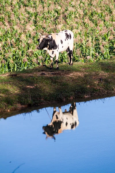 Vista Una Vaca Reflejada Pequeño Estanque Cerca Vinales Cuba — Foto de Stock