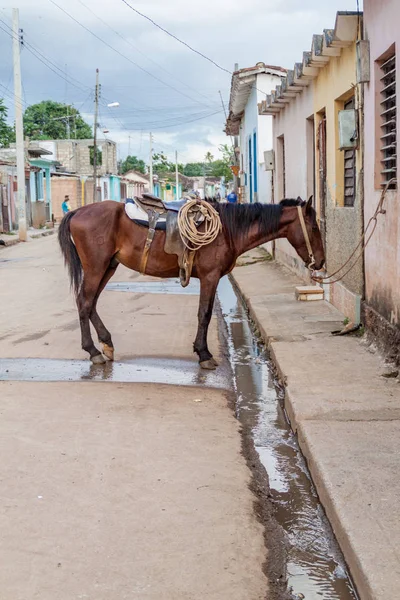 Koně Ulici Městě Remedios Kuba — Stock fotografie