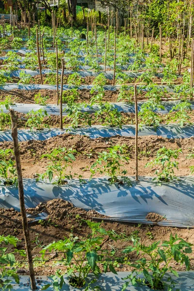 Tomatplantor Byn Santiago Atitlan Guatemala — Stockfoto