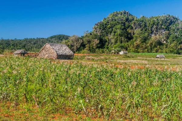 Odlingslandskap Vinales Valley Kuba Fältet Majs — Stockfoto