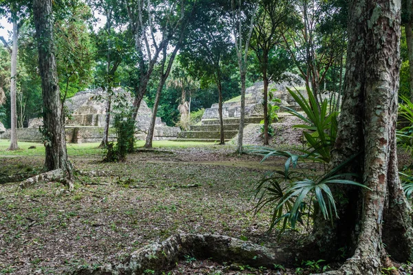 Ruiny Pokryte Przez Gęstą Dżunglę Archeologiczne Miejscu Yaxha Gwatemala — Zdjęcie stockowe