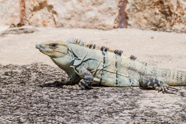 Antik Maya şehir Uxmal, Meksika kalıntıları Iguana siyah