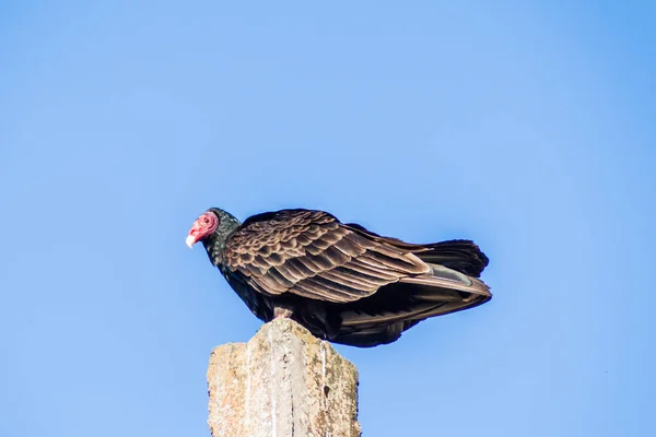 Truthahngeier Cathartes Aura Auf Einer Stange Playa Giron Dorf Kuba — Stockfoto