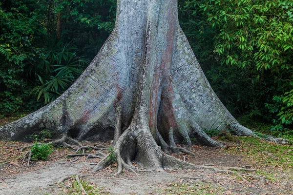 Ceiba Parque Nacional Tikal Guatemala — Fotografia de Stock