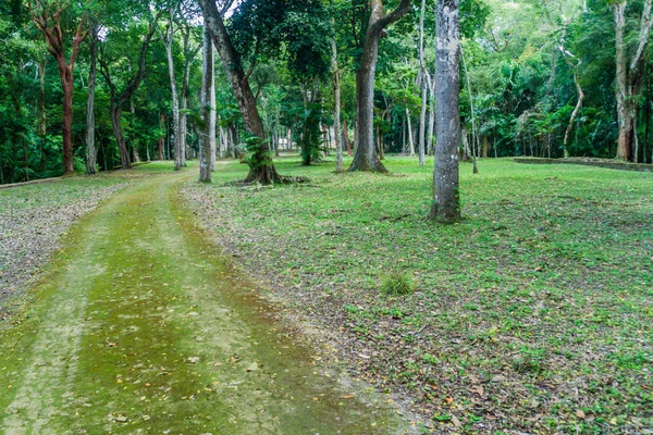 Kalın arkeolojik ormana kapsadığı Harabeleri Yaxha, Guatemala site