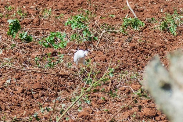 Aigrette Des Bovins Bubulcus Ibis Vinales Valley Cuba — Photo