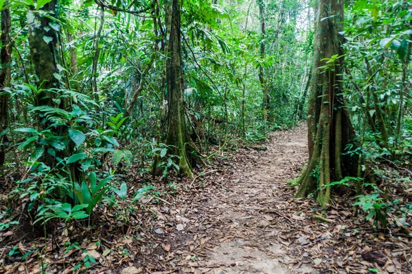 Hiking trail a a forest of National Park Laguna Lachua, Guatemala